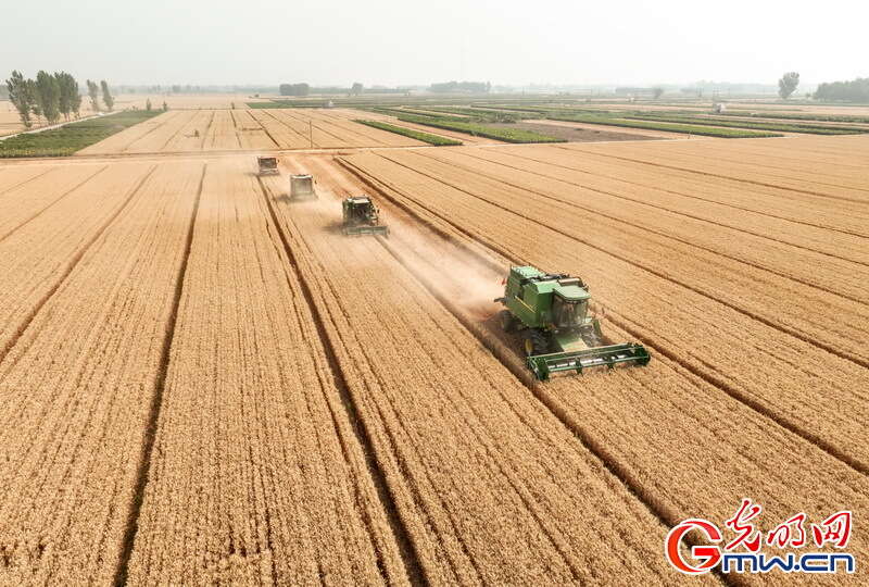 【大国“粮”策】河北平乡：26.5万亩小麦收获接近尾声 较去年增产增收