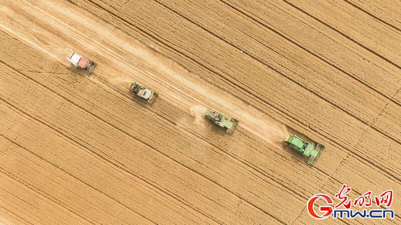 【大国“粮”策】河北平乡：26.5万亩小麦收获接近尾声 较去年增产增收