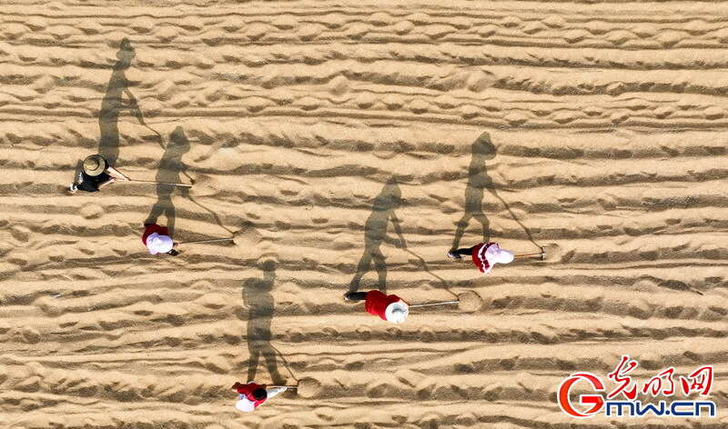 【大国“粮”策】河北平乡：26.5万亩小麦收获接近尾声 较去年增产增收