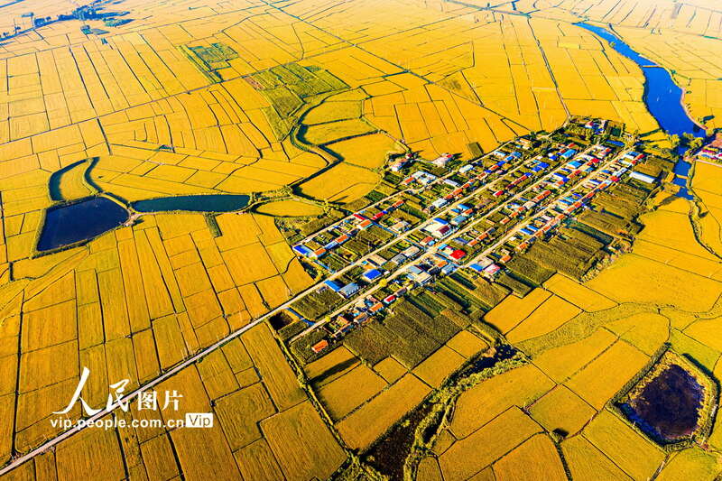 2022年9月3日，空中俯瞰大地一片金黄色，丰收在望。