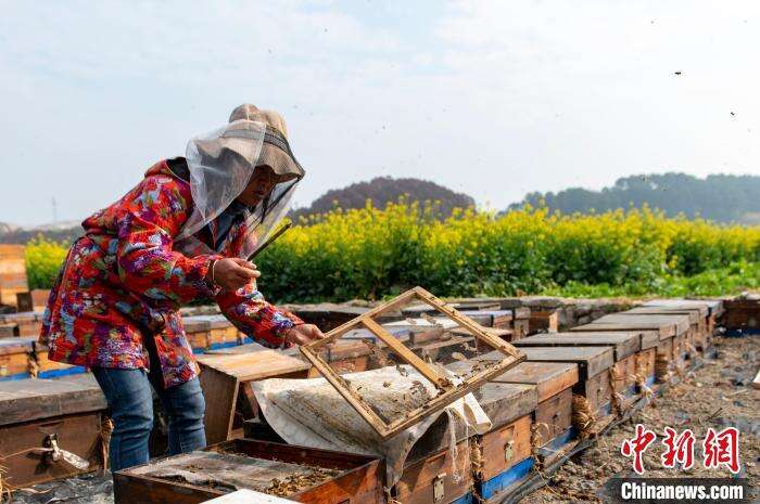 在贵州省从江县贯洞镇贯洞村，村民在油菜花田查看蜜蜂采蜜的情况。　吴德军 摄