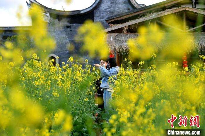 图为游客在梁厝特色历史文化街区观赏油菜花。　吕明 　摄