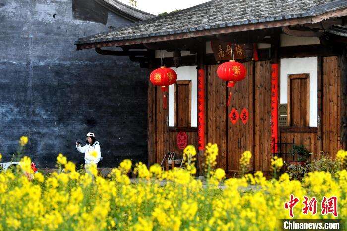 图为油菜花与古厝相得益彰。　吕明 　摄